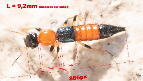 Réf. 298 750 : Paederus littoralis
